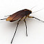 cockroach insect 3ds