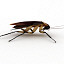 cockroach insect 3ds