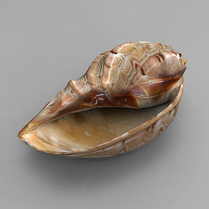 3ds seashell sea shell
