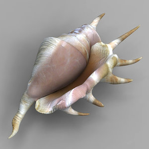 3d cockleshell shell model