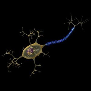 nerve cell neuron 3d obj