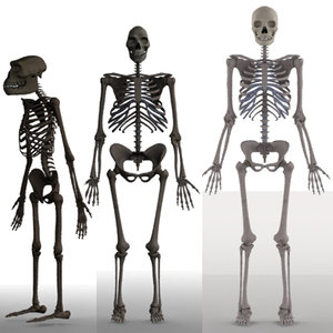 skeletons homo erectus australopithecus 3d max