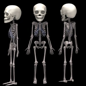 3dsmax 2years skeleton 2 years