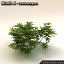 shrubs leaf 3d model