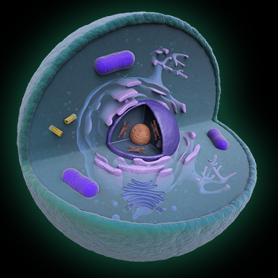 3d cell endoplasmic reticulum model