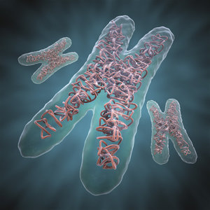 dna chromosome 3d model