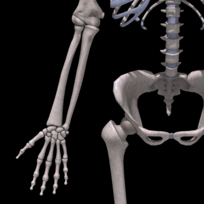 male skeleton 3d model