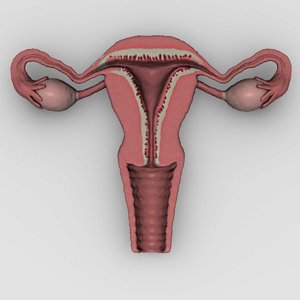 uterus section max