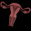 uterus section max