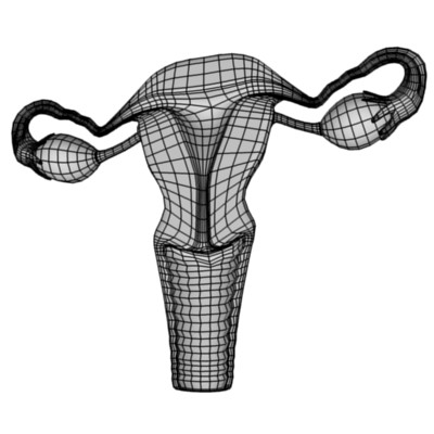 子宫切片3d模型