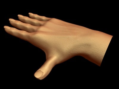 3d model hand limb