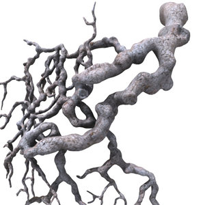 3d model roots