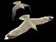 3d seagull sea model