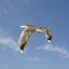 3d seagull sea model