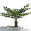 3d model tree fern