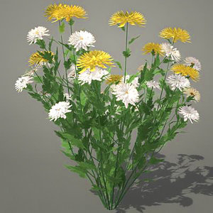 flowers chrysanthemums 3d model
