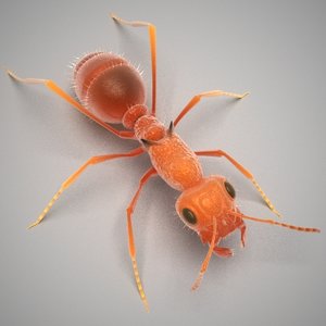 maya red ant