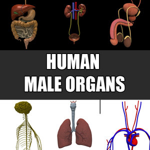 male organs liver pancreas max