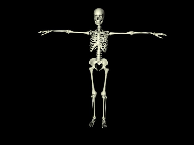 3d model woman skeleton