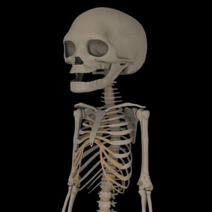 fetus skeleton 3d max