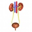 3d model urinary kidney