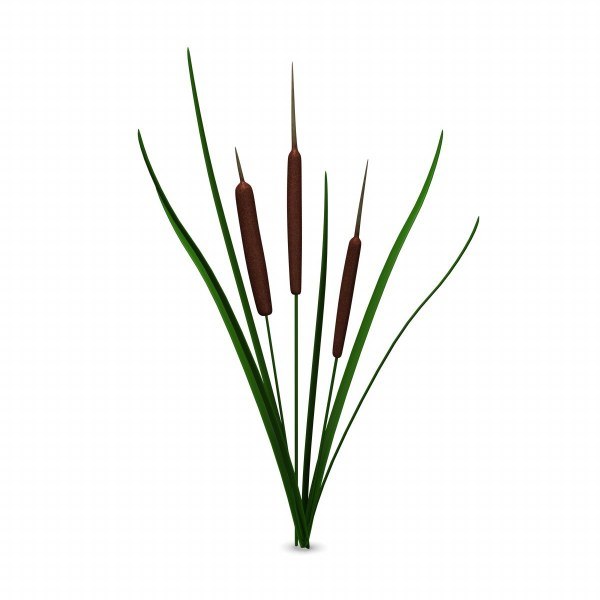reed mace 3d model