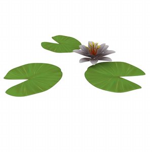 3d water lily model