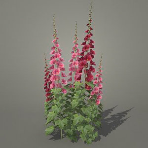 3d model flowers malva