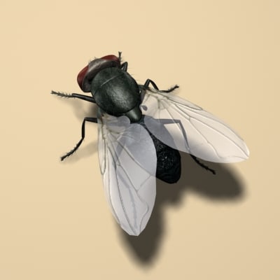 Fly 3d model