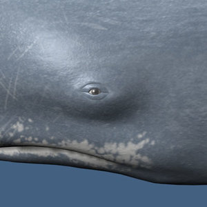 sperm whale 3d ma