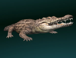 3d crocodile model