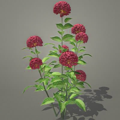  3d  flowers  dahlia  model 