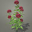 3d flowers dahlia model