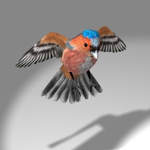3d cute songbird chaffinch bird flying model