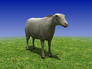 3d sheep cow bull model