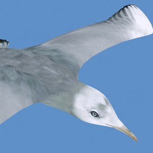 seagull animation 3ds
