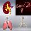 human kidney organs max