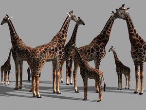 giraffe max