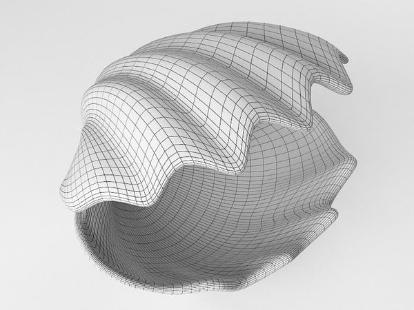 tridacna seashell 3d model