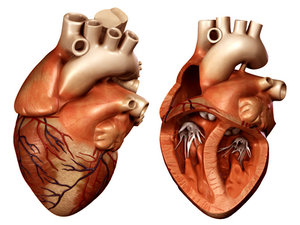 3d heart opened closed