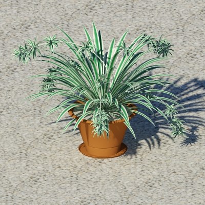 Plant Chlorophytum 3d Model