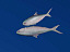 3dsmax hilsa fish