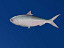 3dsmax hilsa fish