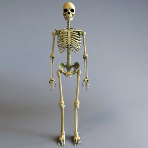 3d model human skeleton