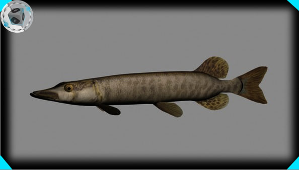 Moschus Fisch 3d Modell Turbosquid 430343