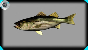 striped bass 3d model