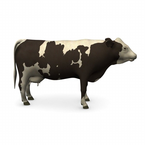 bull cow 3d model
