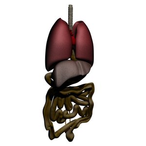 organs human intestine 3d model