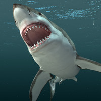 Great white shark(.obj, .3ds)
