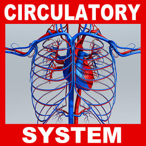 max circulatory medically human